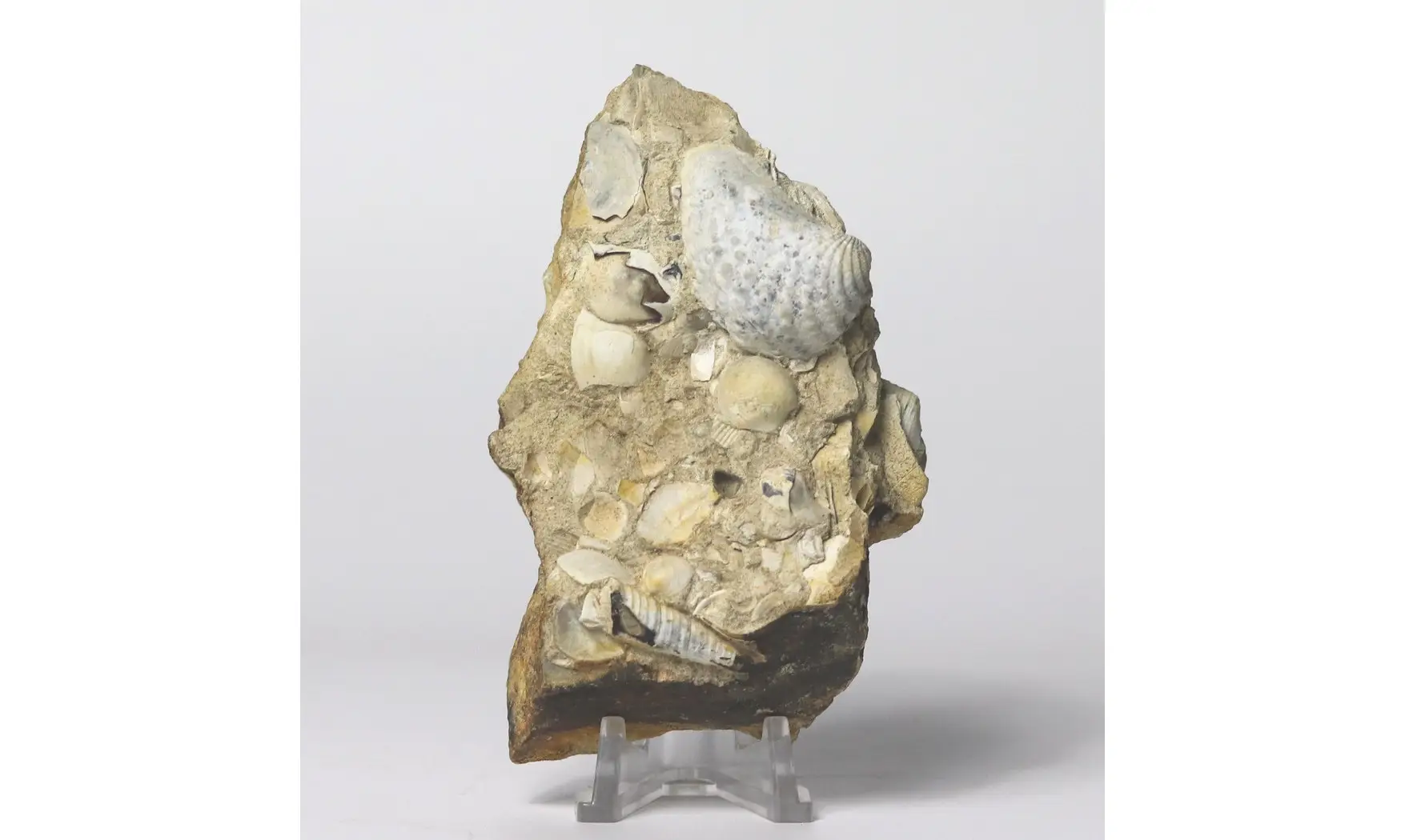 Myophorella Elisae + Arca glabra