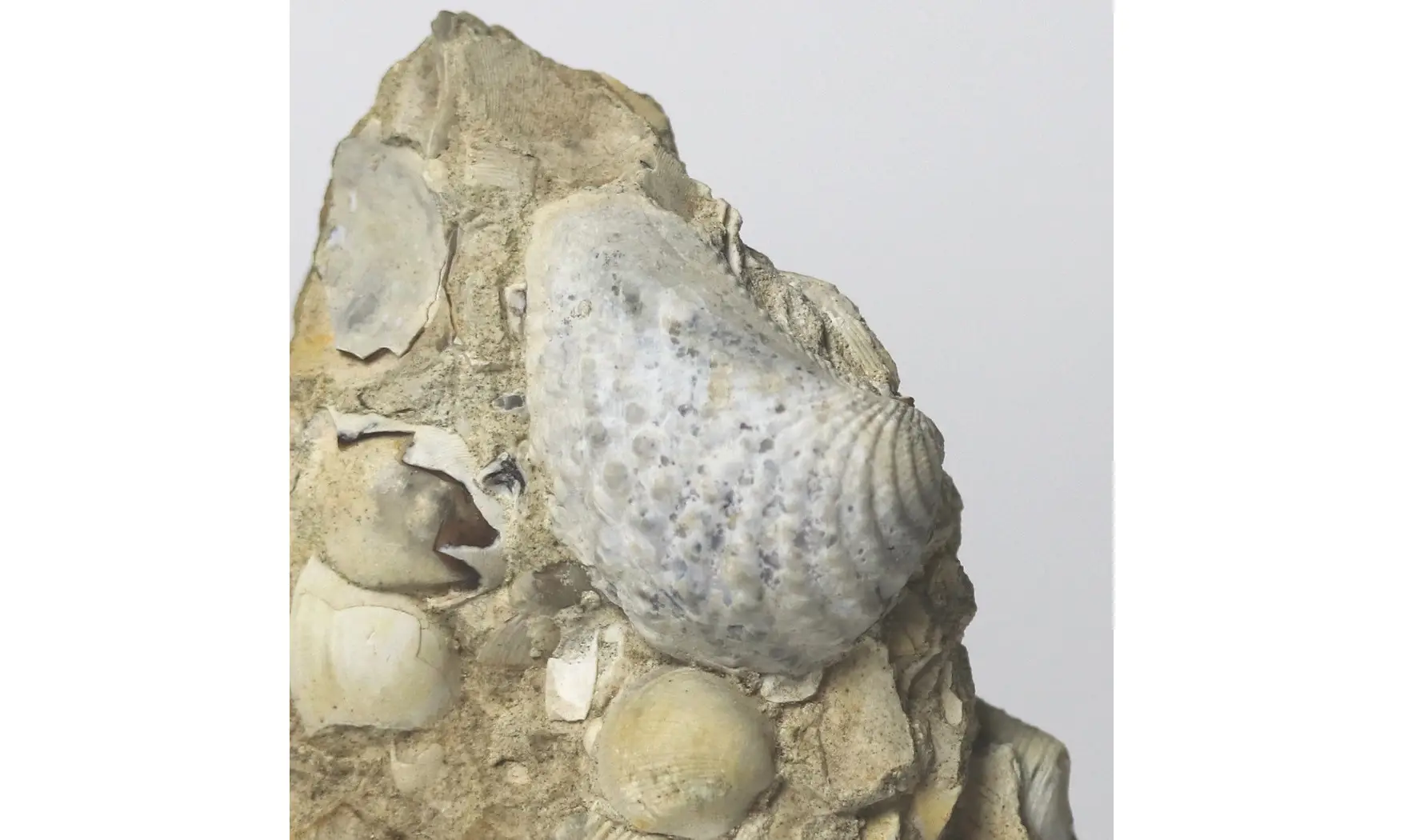 Myophorella Elisae + Arca glabra