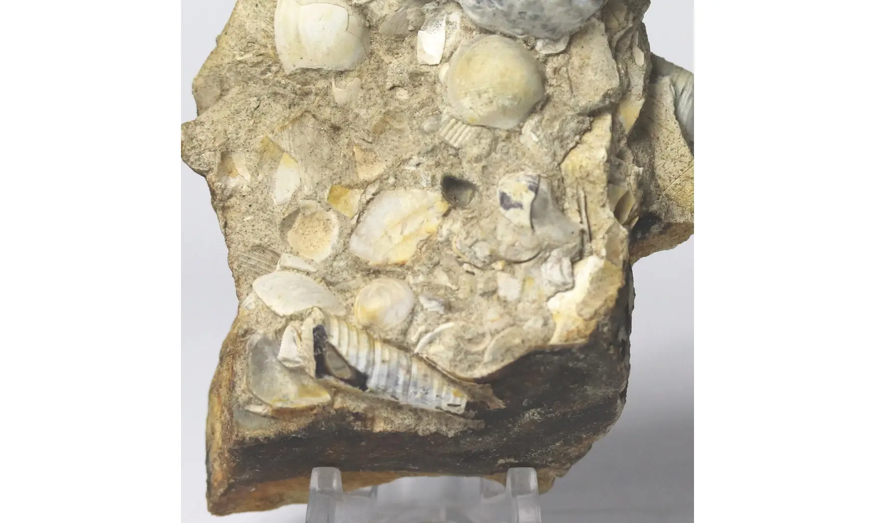 Myophorella Elisae + Arca glabra