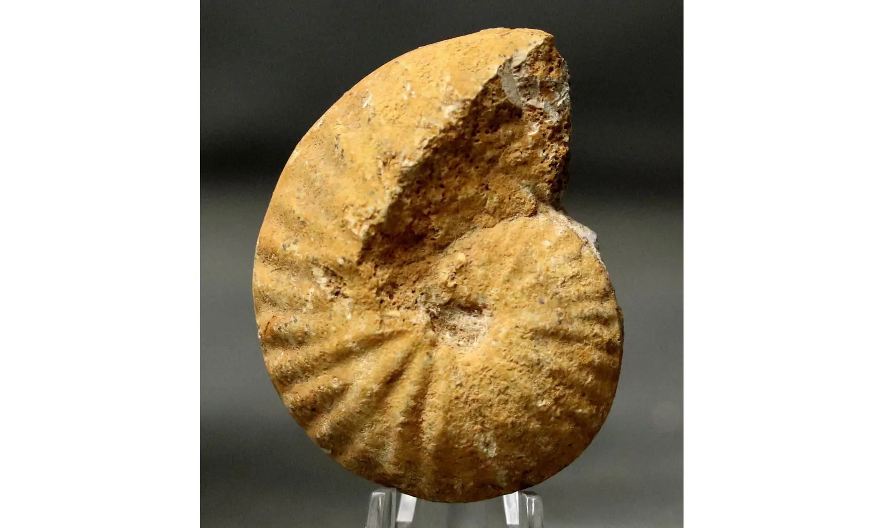 Phlycticeras polygonium