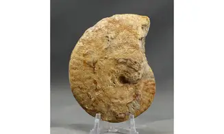 Strigoceras aff septicarinatum