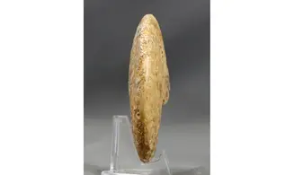 Strigoceras aff septicarinatum