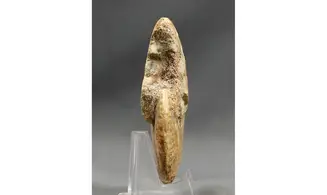 Strigoceras aff septicarinatum