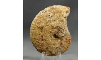 Strigoceras aff septicarinatum