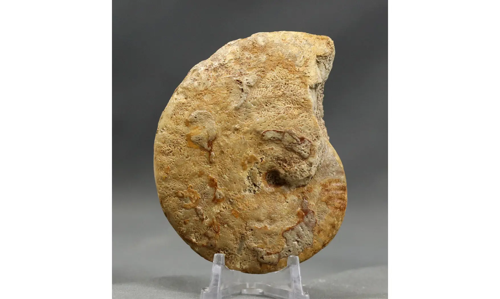 Strigoceras aff septicarinatum