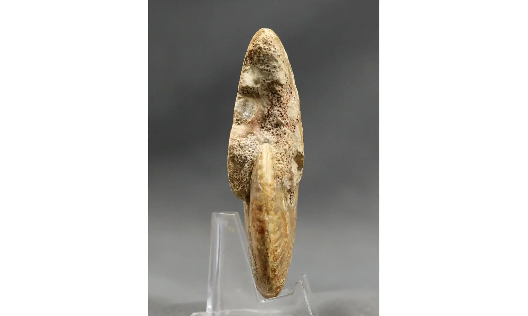 Strigoceras aff septicarinatum