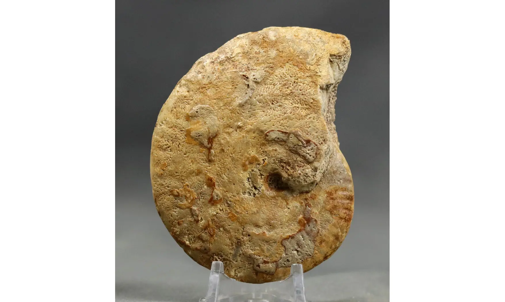Strigoceras aff septicarinatum