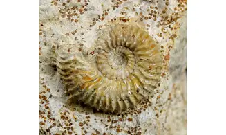 Strenoceras niortense