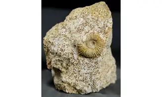 Strenoceras niortense