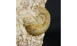 Strenoceras niortense