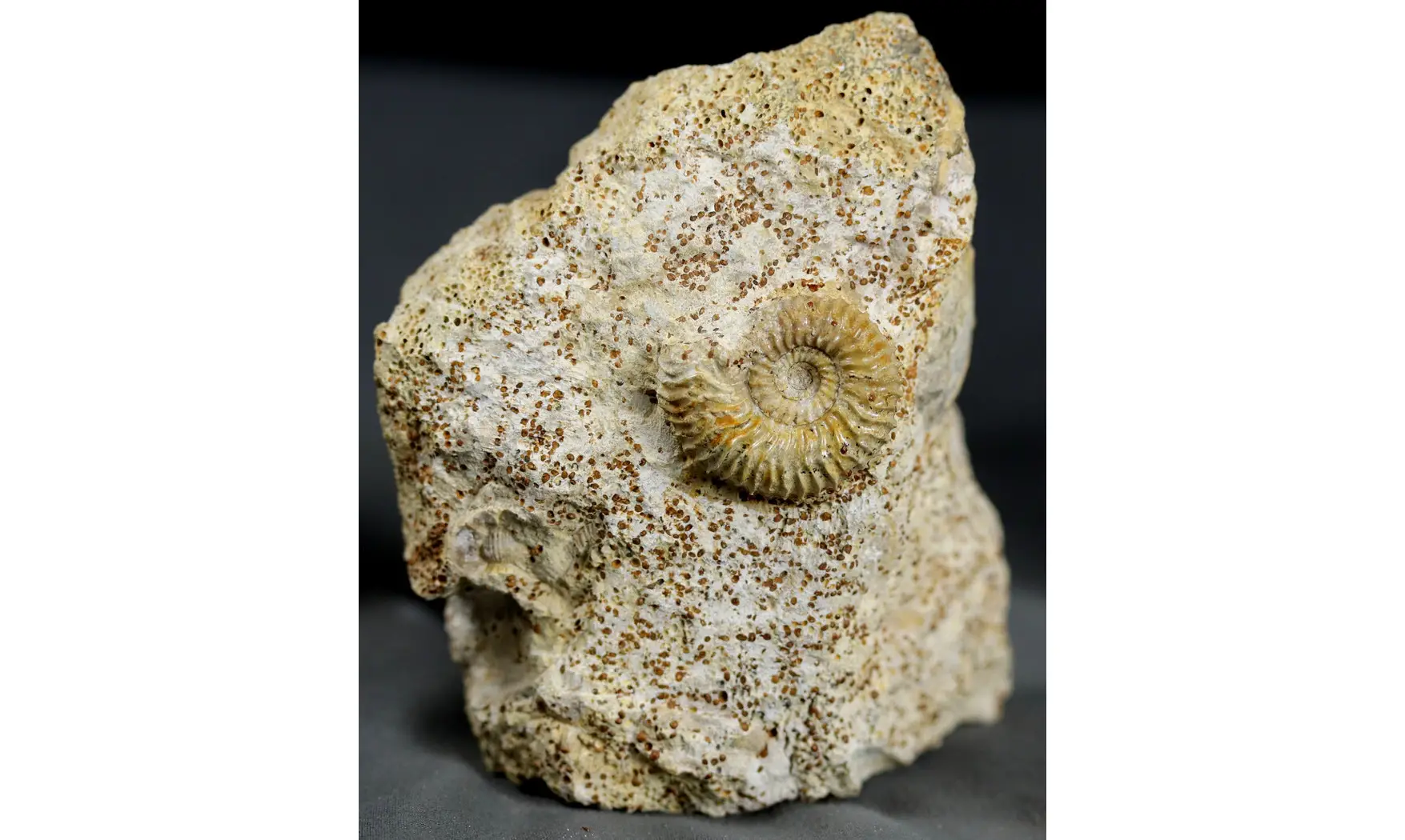 Strenoceras niortense