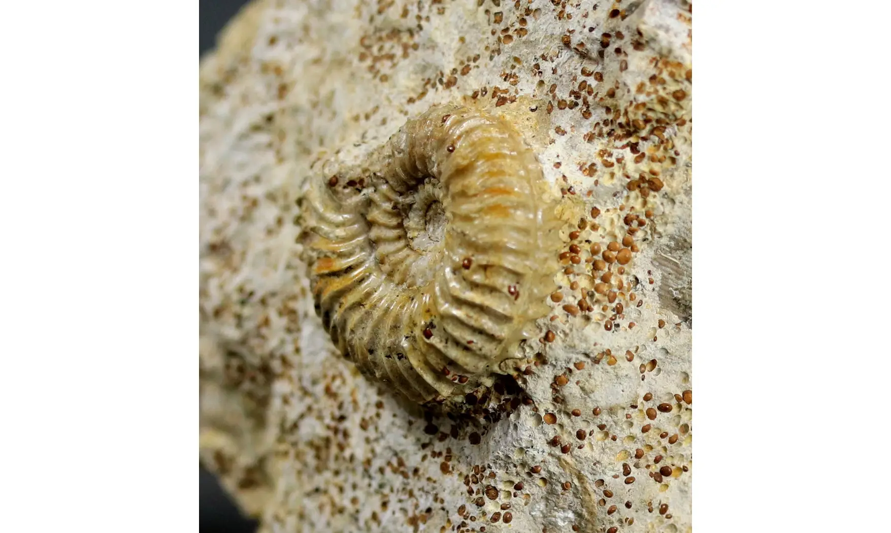 Strenoceras niortense