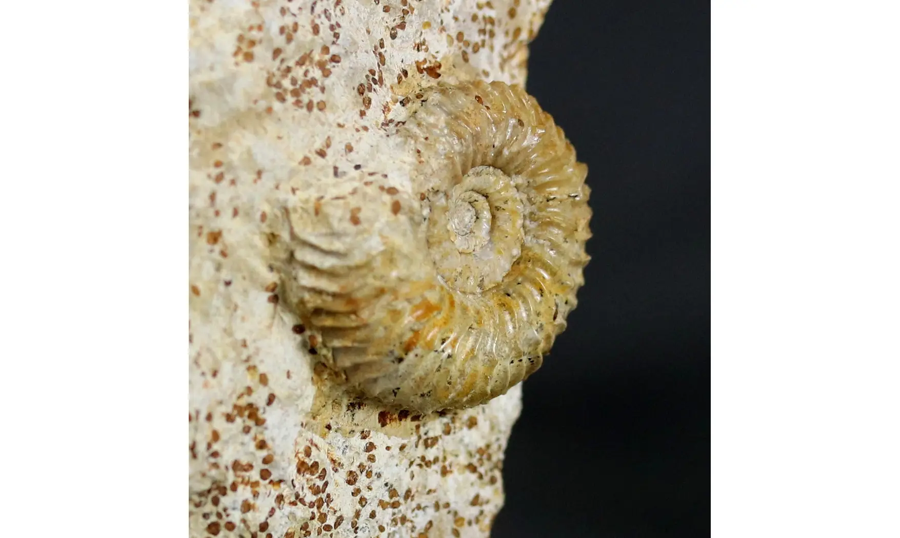 Strenoceras niortense