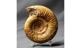 Vermisphinctes glyphus