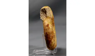 Vermisphinctes glyphus