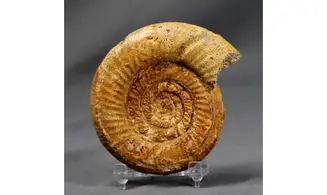 Vermisphinctes glyphus