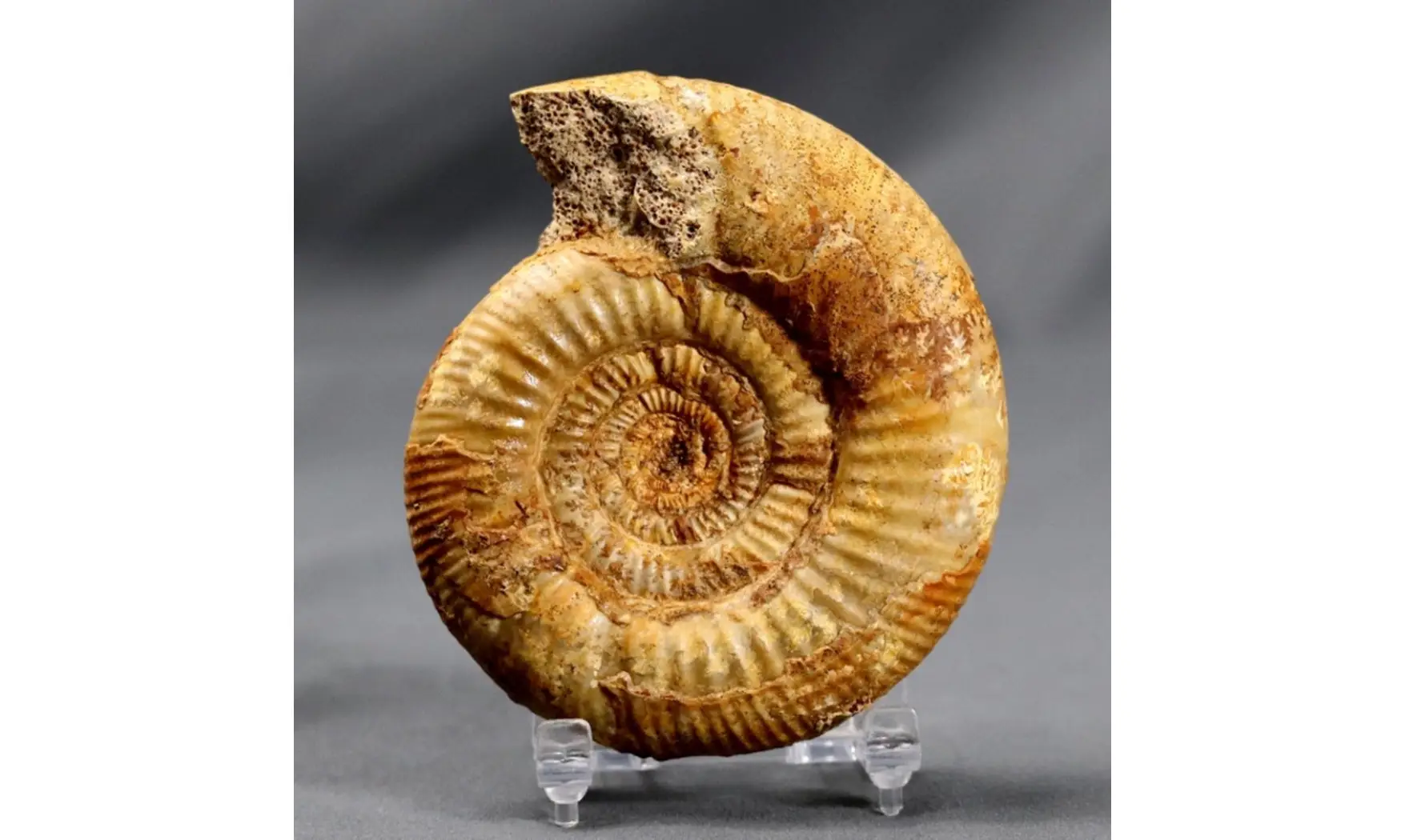 Vermisphinctes glyphus