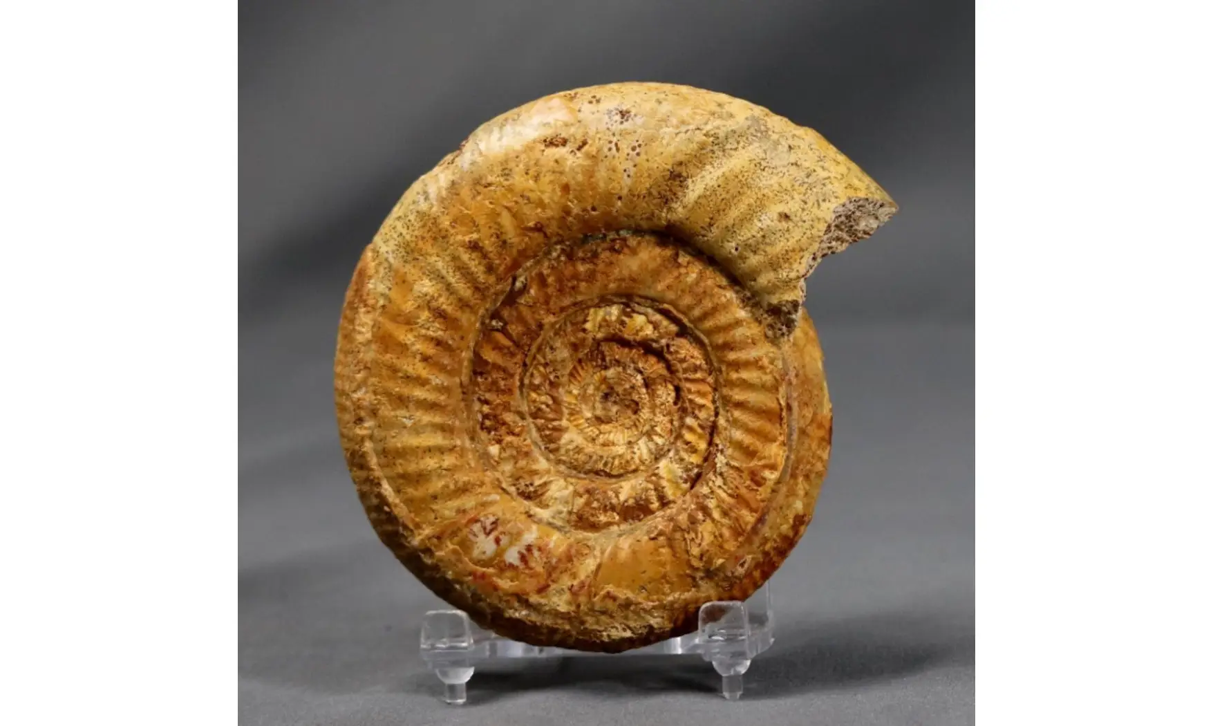 Vermisphinctes glyphus