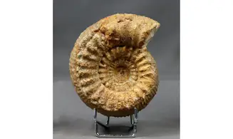 Teloceras blagdeni