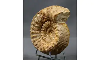 Teloceras blagdeni