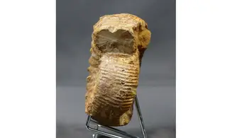 Teloceras blagdeni