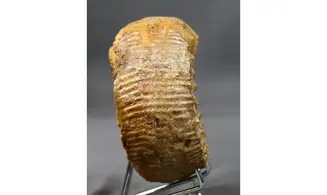 Teloceras blagdeni