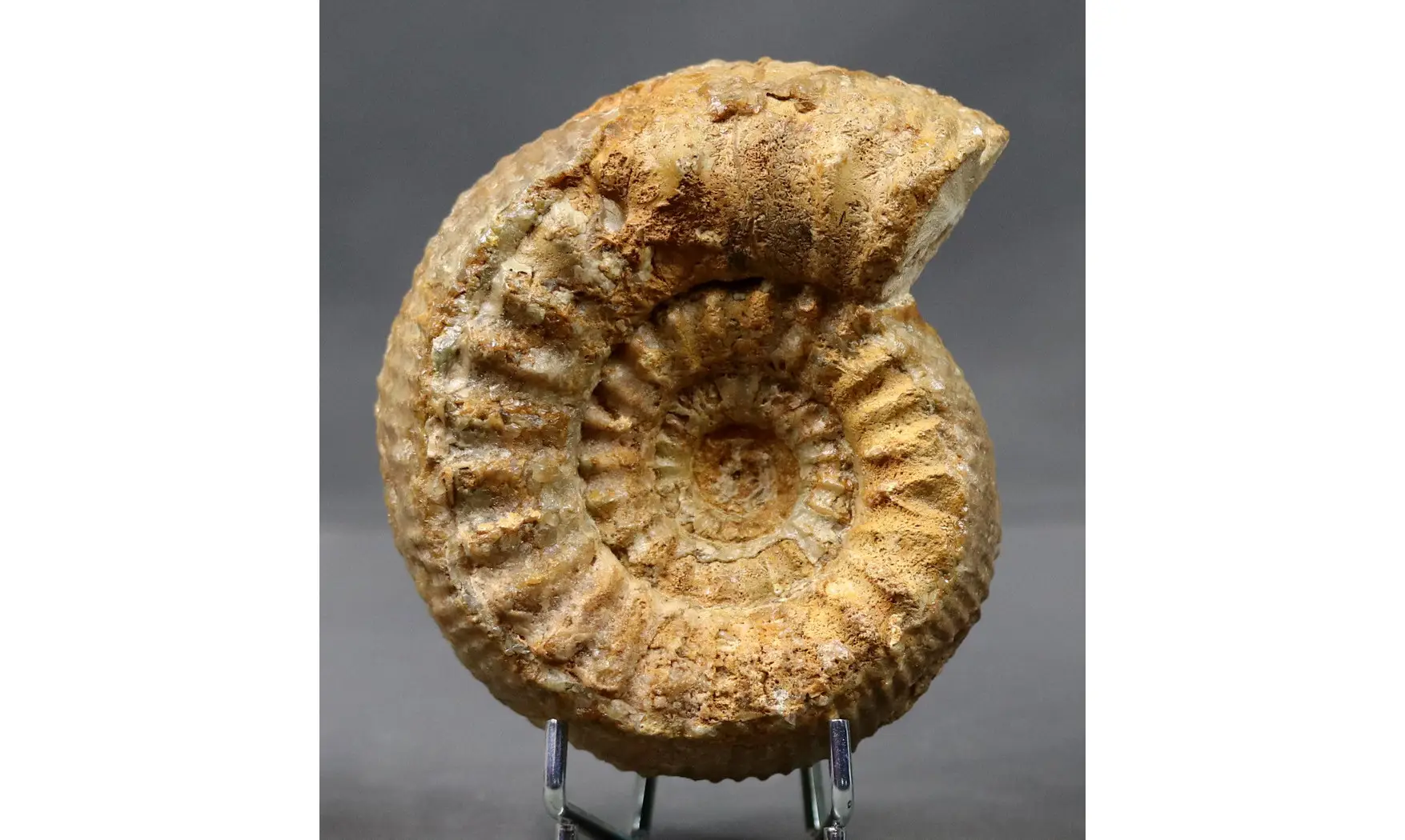 Teloceras blagdeni