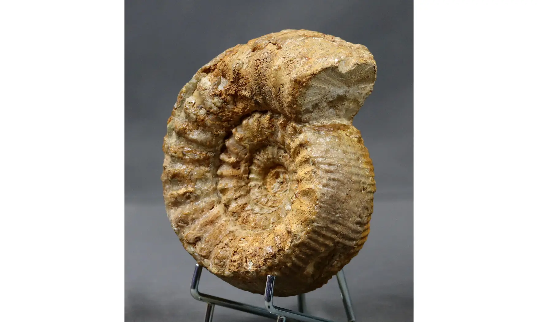 Teloceras blagdeni