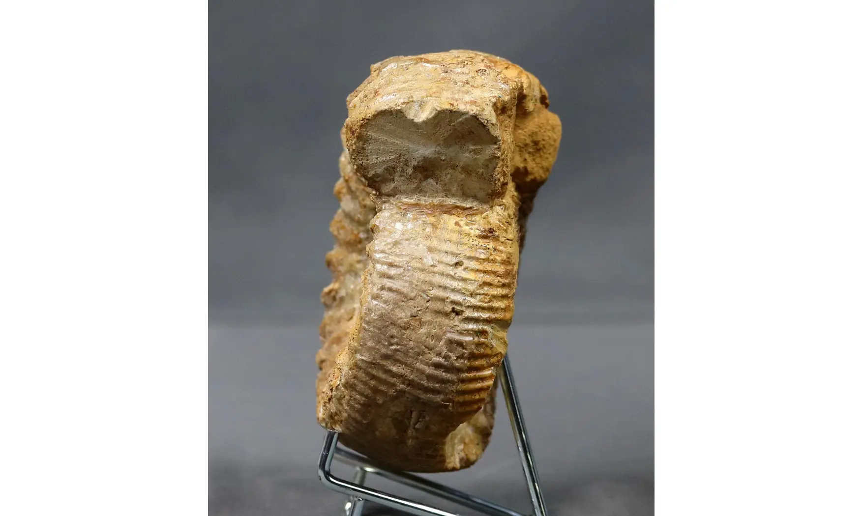Teloceras blagdeni