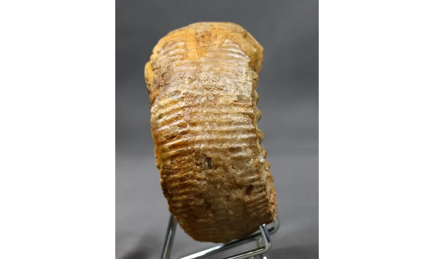 Teloceras blagdeni