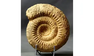 Stephanoceras humphresianum