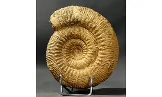 Stephanoceras humphresianum