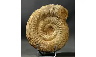 Stephanoceras humphresianum