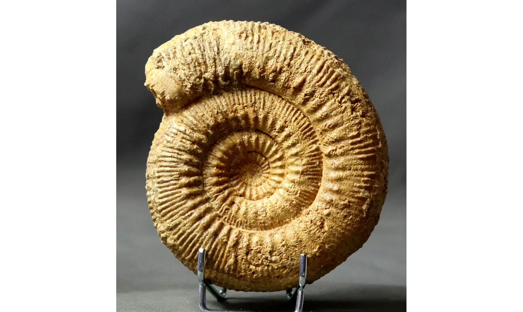 Stephanoceras humphresianum