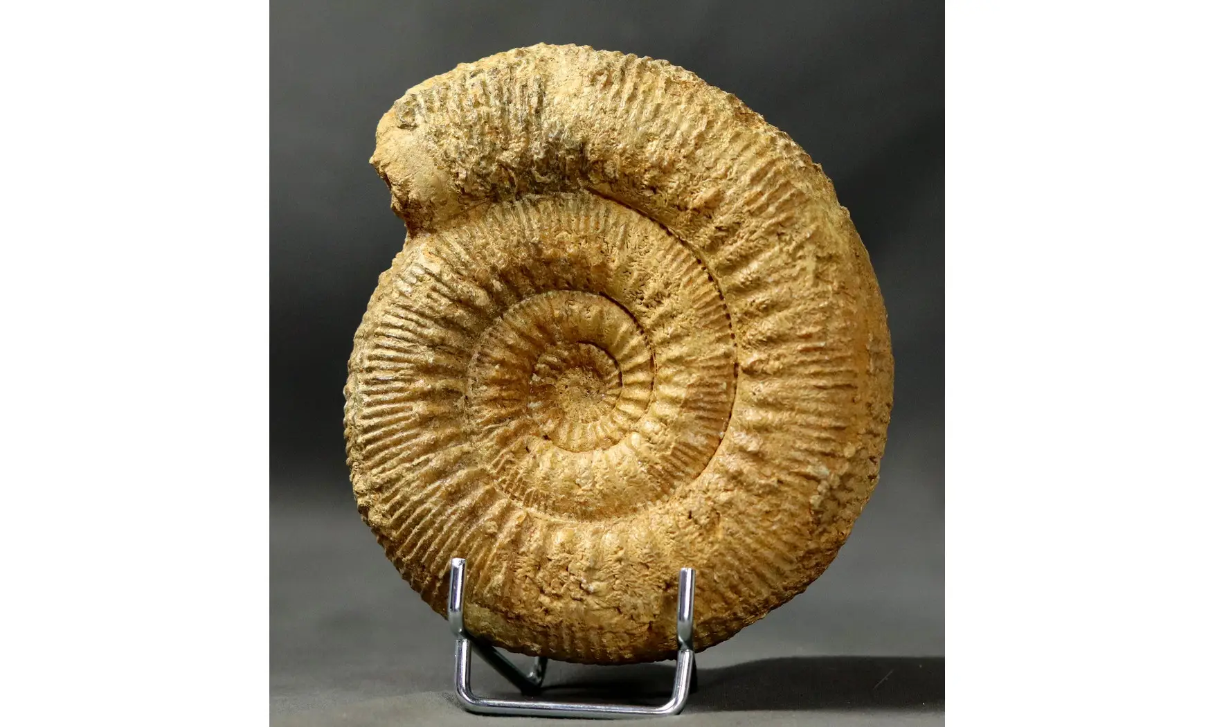 Stephanoceras humphresianum