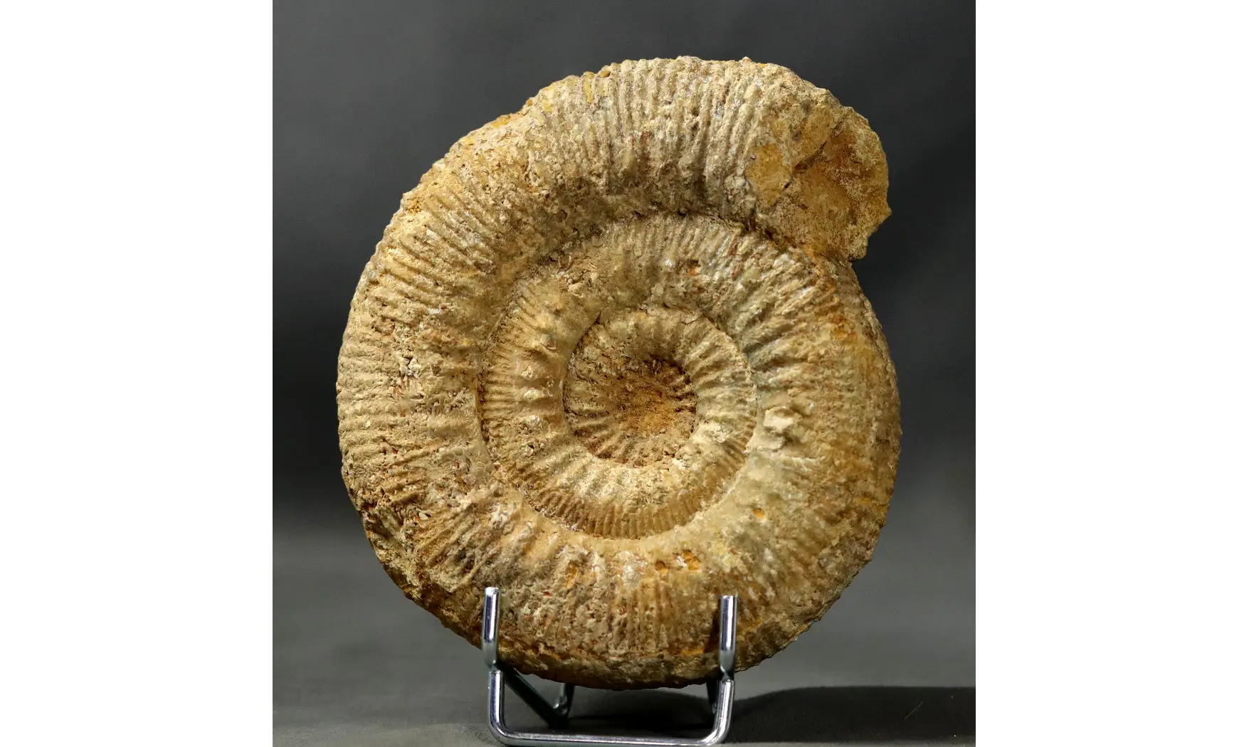 Stephanoceras humphresianum