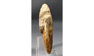 Oppelia subradiata