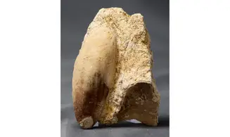 Myoconcha crassa