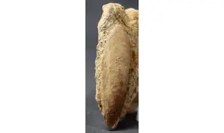 Myoconcha crassa
