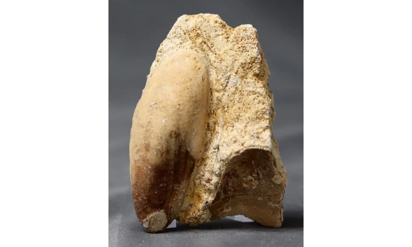 Myoconcha crassa