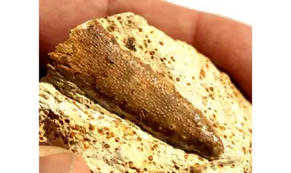 RHABDOCIDARIS CUPEOIDES