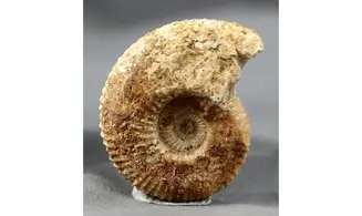 Garantiana Garantiana (D'Orbigny)