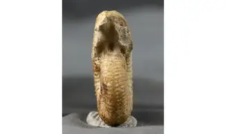 Garantiana Garantiana (D'Orbigny)