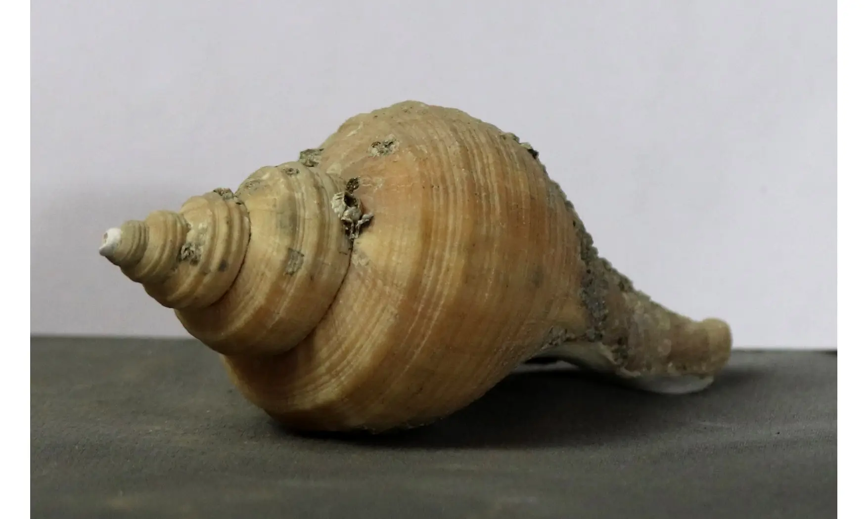 Neptunea contraria