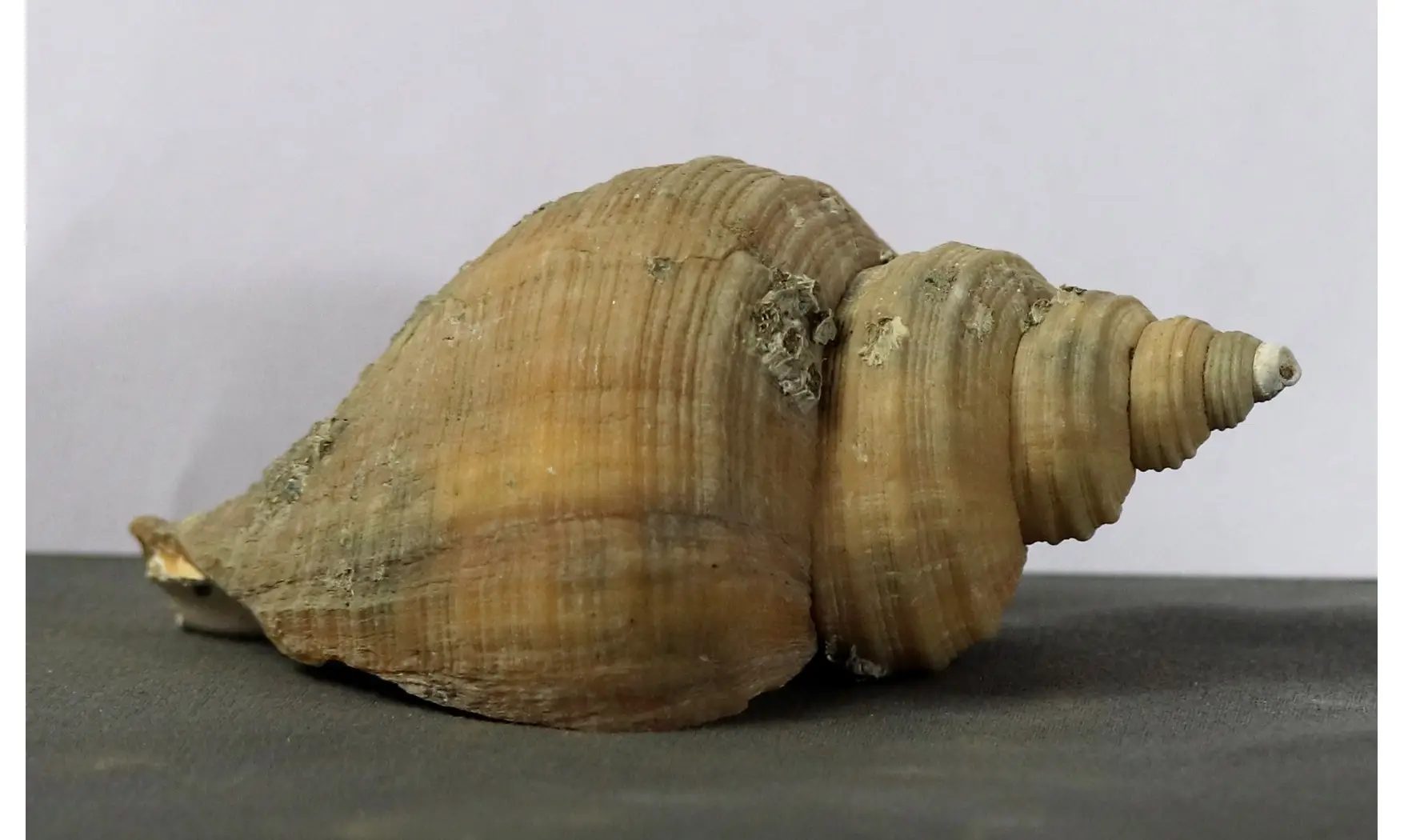 Neptunea contraria