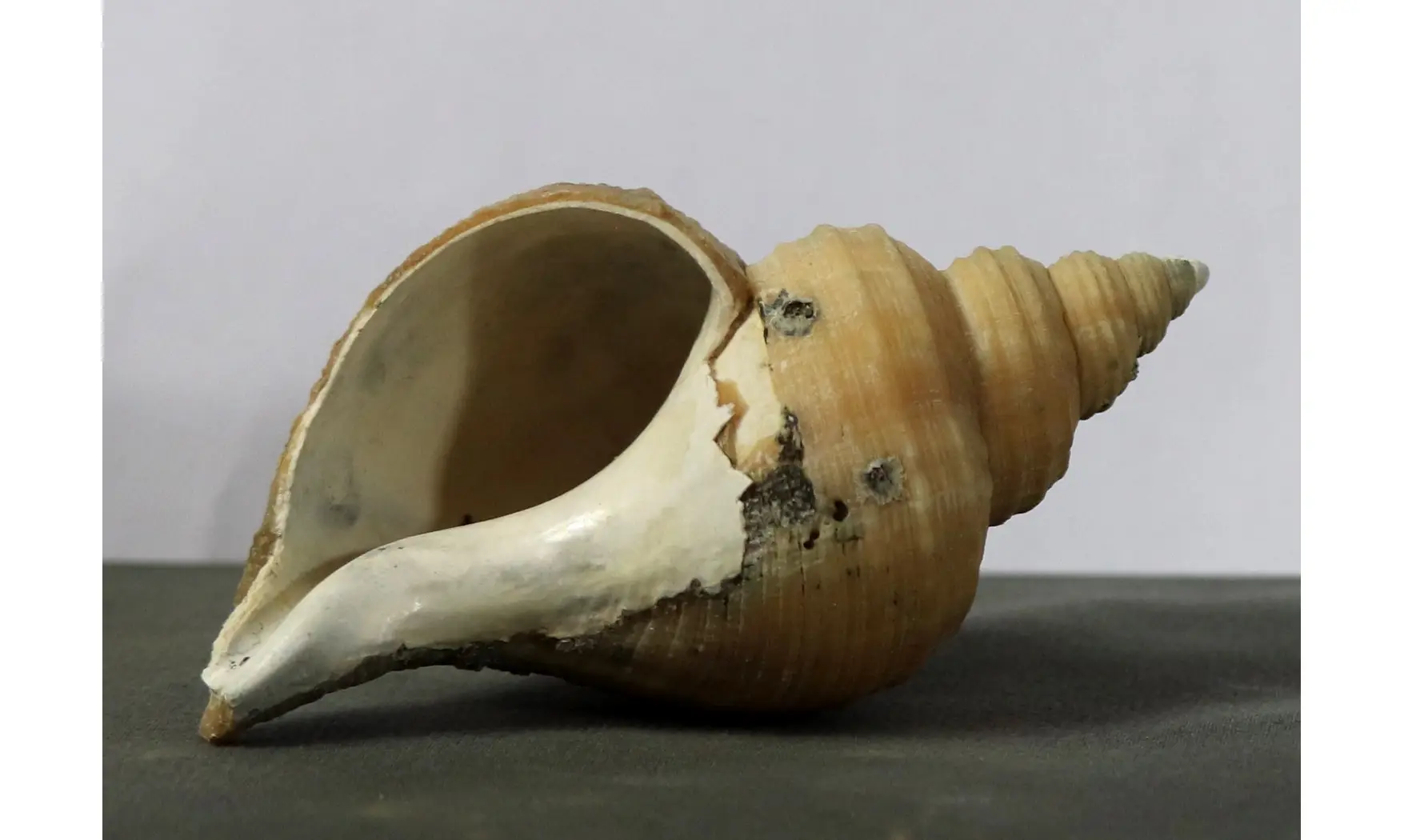 Neptunea contraria