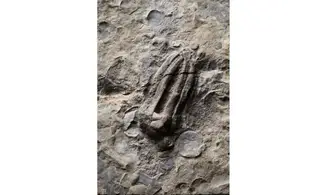 Encrinus liliiformis