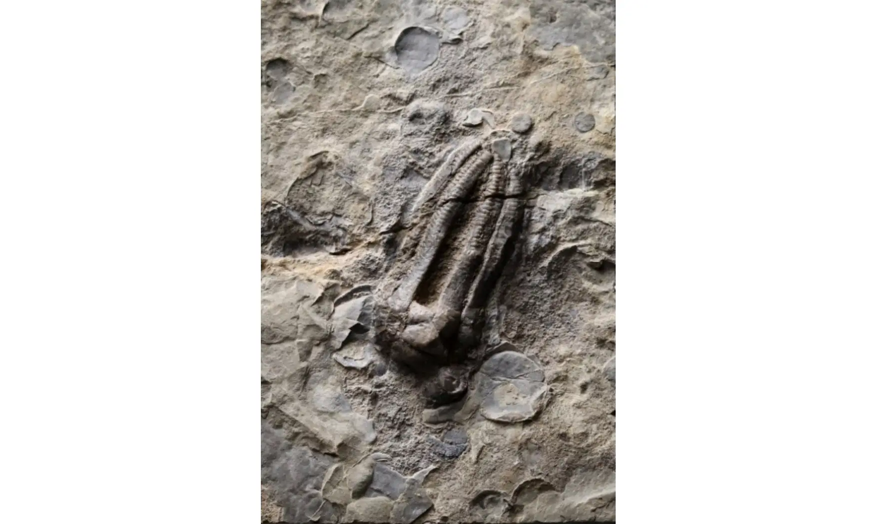 Encrinus liliiformis