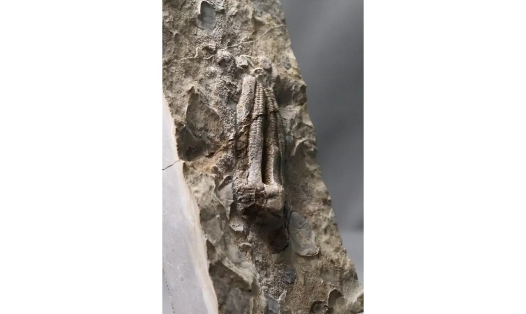 Encrinus liliiformis