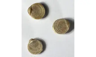 Magas chitiniformis